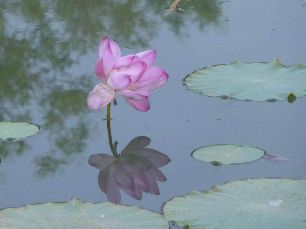 Lotusblüte in Turfan ( Horst Reitz)