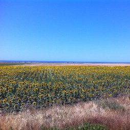 Sonnenblumenfeld in Andalusien