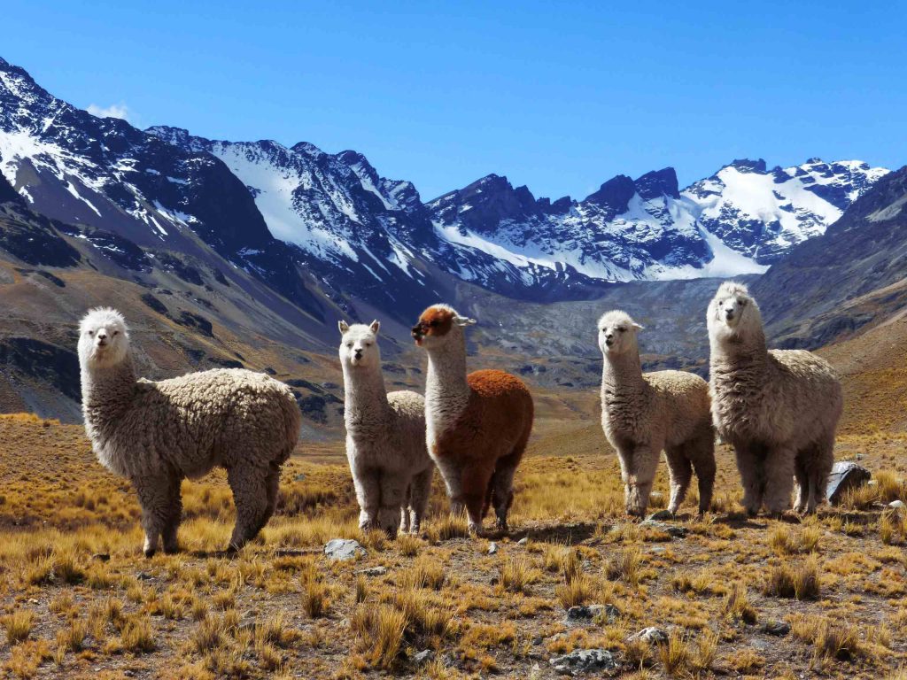 Alpacas Bolivien