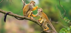 Common squirrel monkeys playing on a tree branch