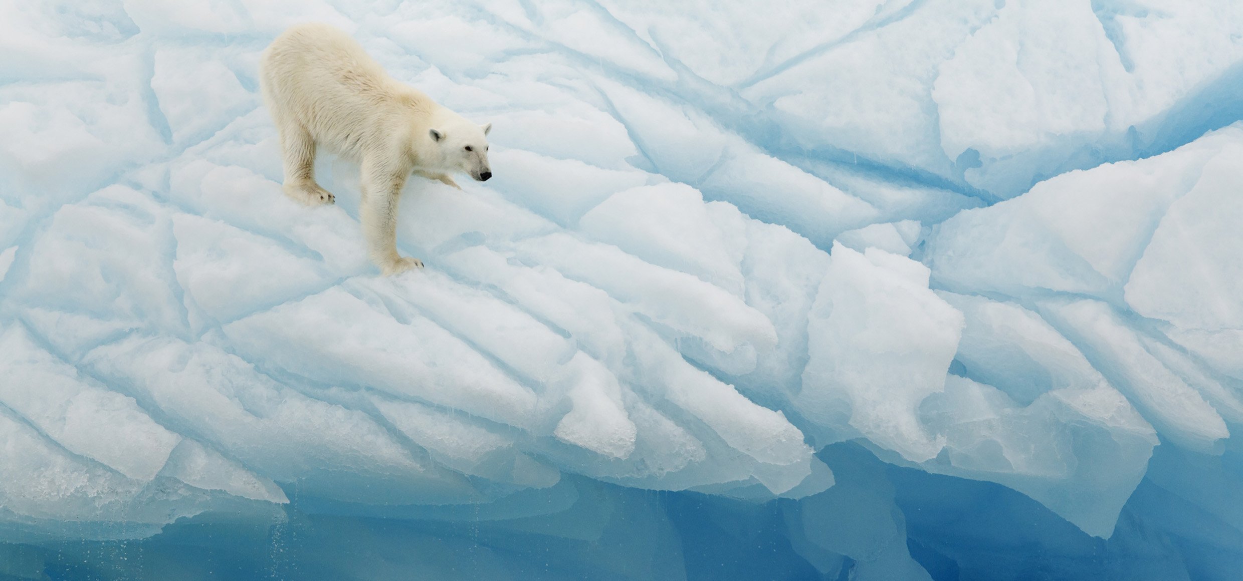 Polar Bear Balancing