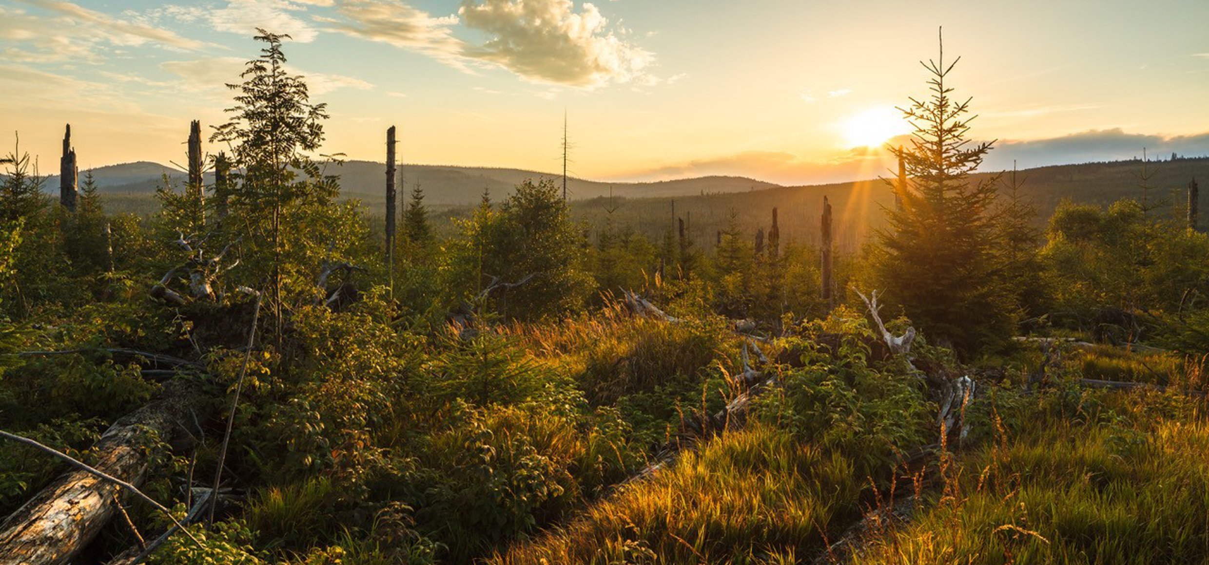  Bayerischer  Wald  Abenteuer Wildnis in Deutschlands 