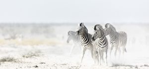 Zebra_African-Exlorer_Südafrika