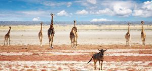 Giraffen_African-Explorer_Südafrika