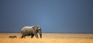 Elefant_African_Explorer_Südafrika_