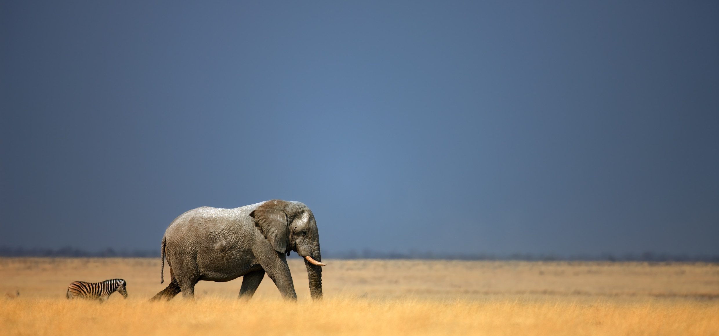 Elefant_African_Explorer_Südafrika_