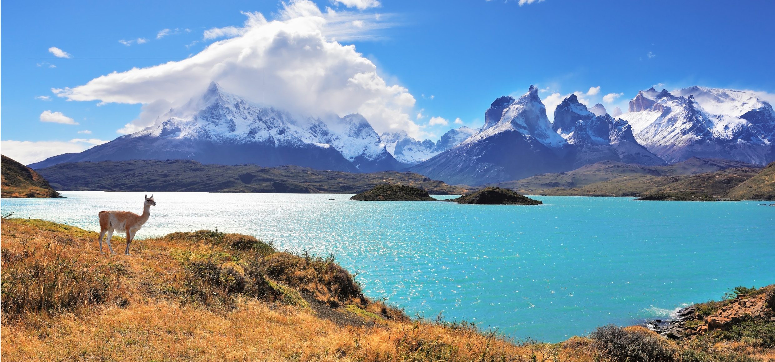 Chile-Torres-del-Paine-Lama-Naturreise