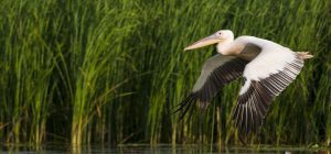 Donaudelta-Pelican