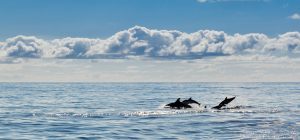 Portugal-Azoren-Delfine