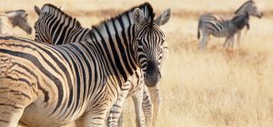 Afrika-Namibia-Safari-Zebra_