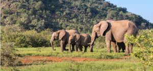 Elefanten_Afrika