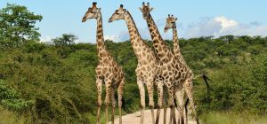 Giraffen_Afrika