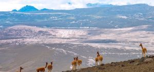 Vicuna-Berglandschaft-Ecuador-Kulturreise