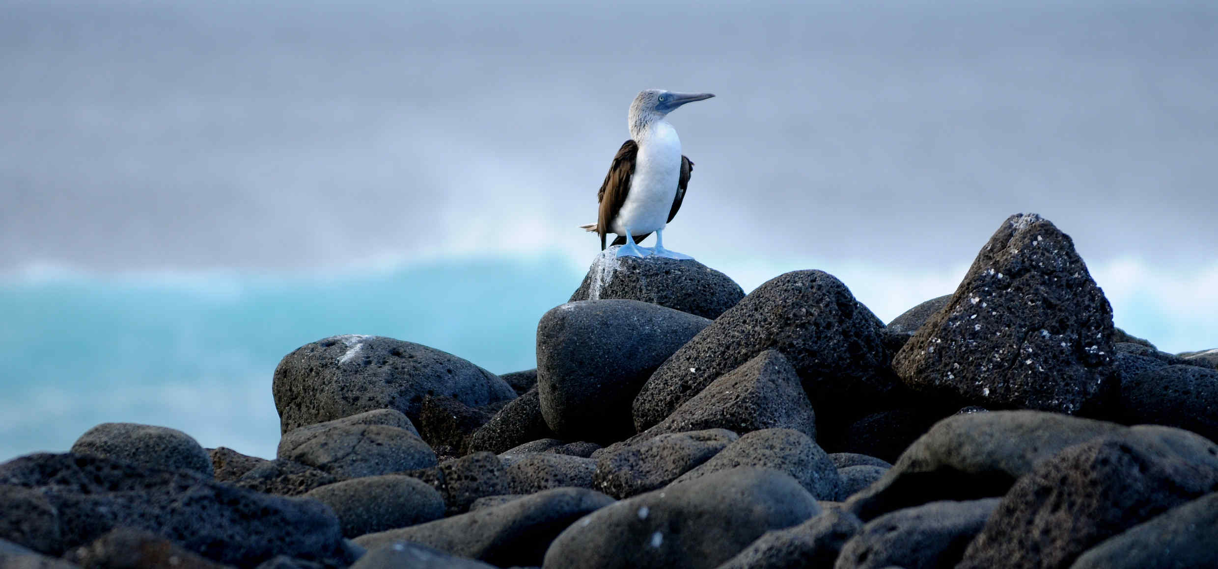 Blaufusstölpel-Vögel-Galapagos-Inseln