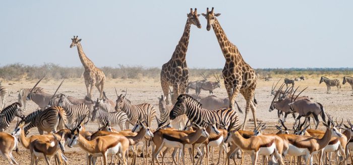 620_Aufmacher_Tiergruppe-Zebra-Giraffen-Wüste-Namibia