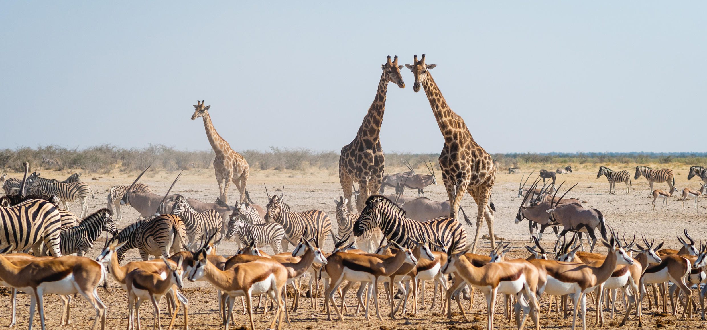 620_Slider_Tiergruppe-Zebra-Giraffen-Wüste-Namibia