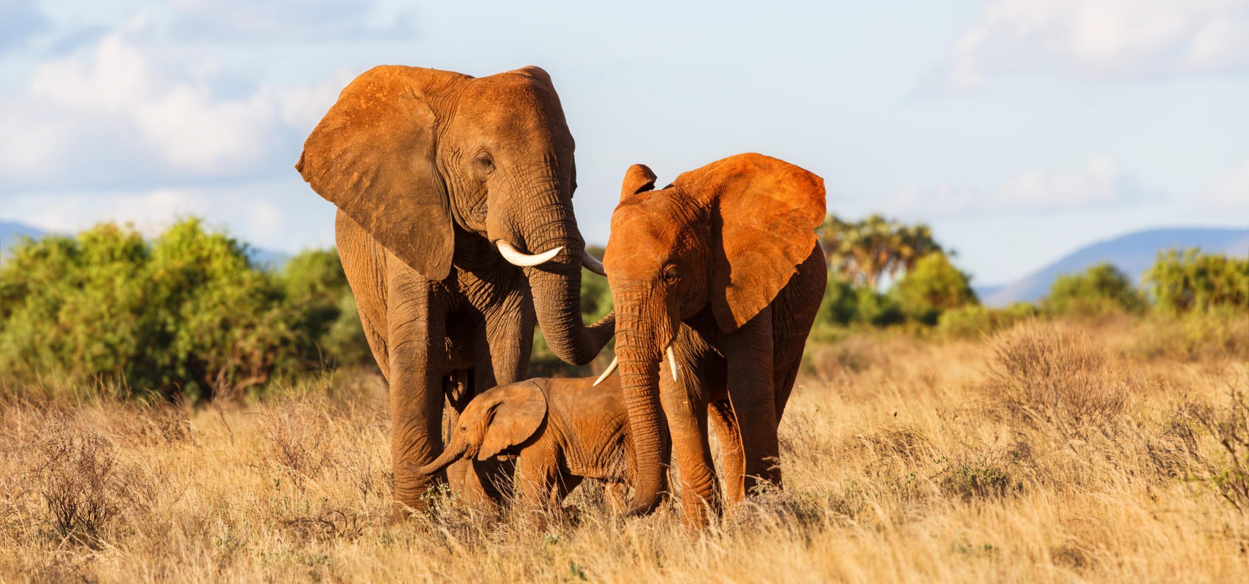 621_Slider 02_Elefantenfamilie-Nationalreservat-Samburu
