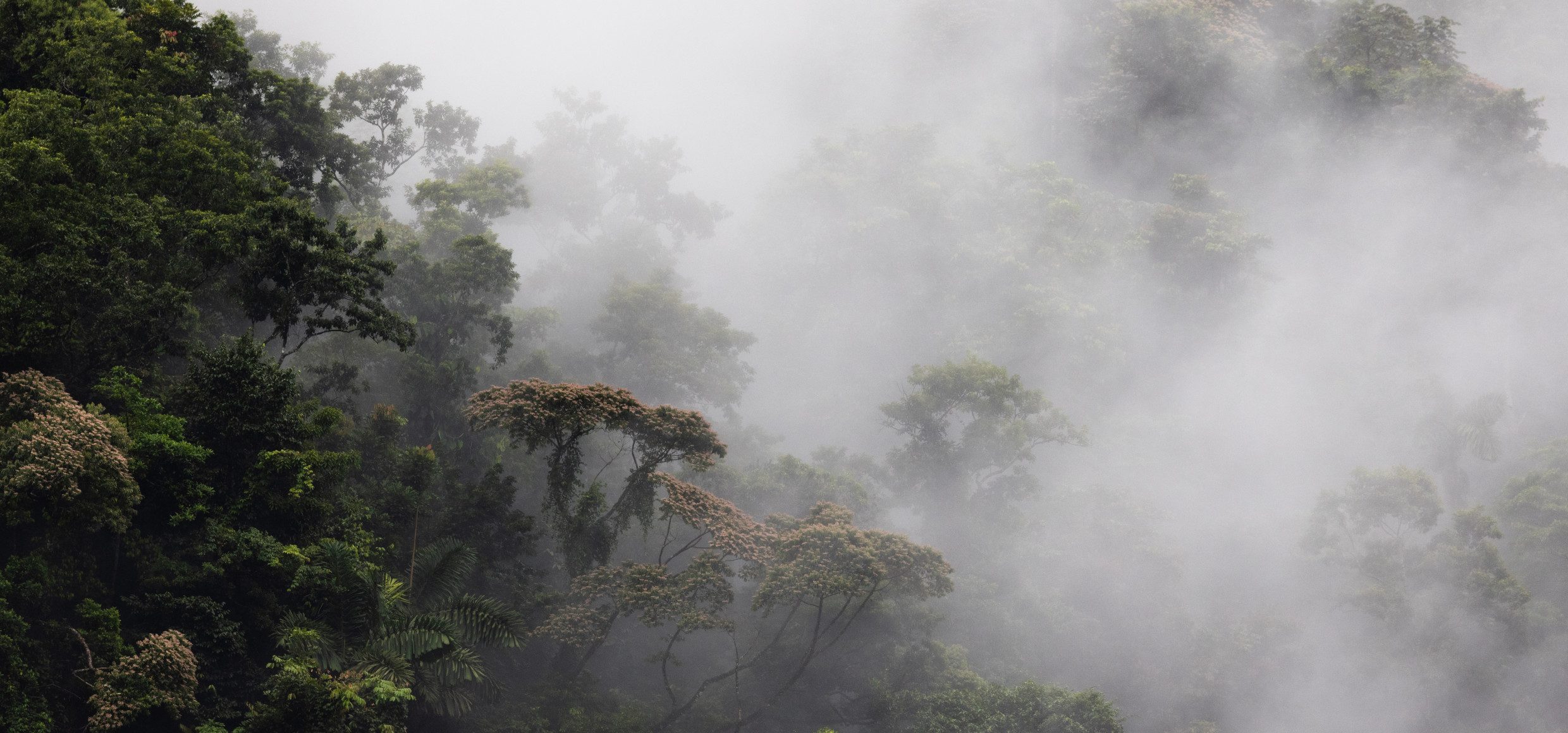 Costa-Rica-La-Regenwald-Nebel