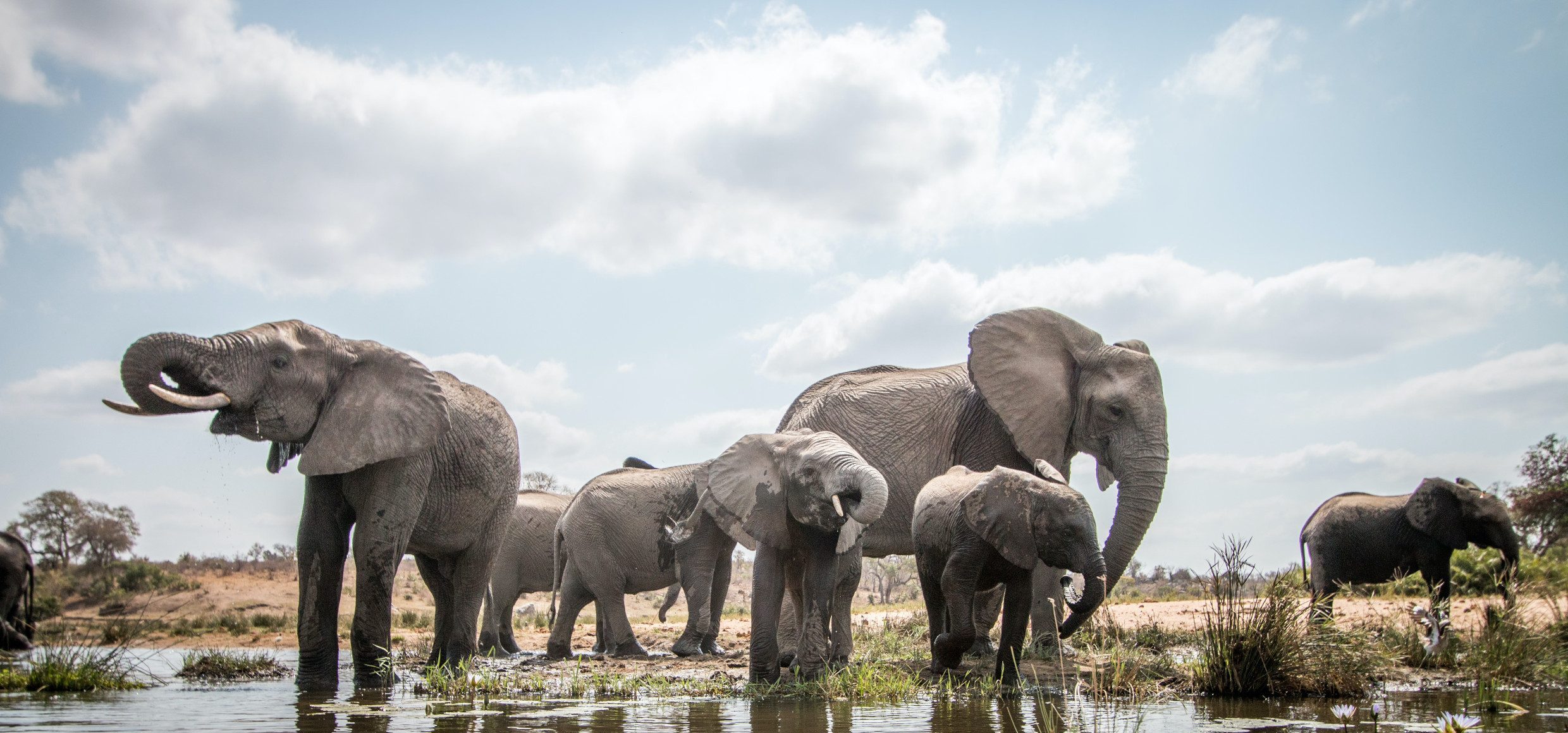 Elefanten-im-Krüger-Nationalpark-Südafrika-(c)simoneemanphoto-stock.adobe.com-Lernidee-erweiterte-Lizenz_615-3
