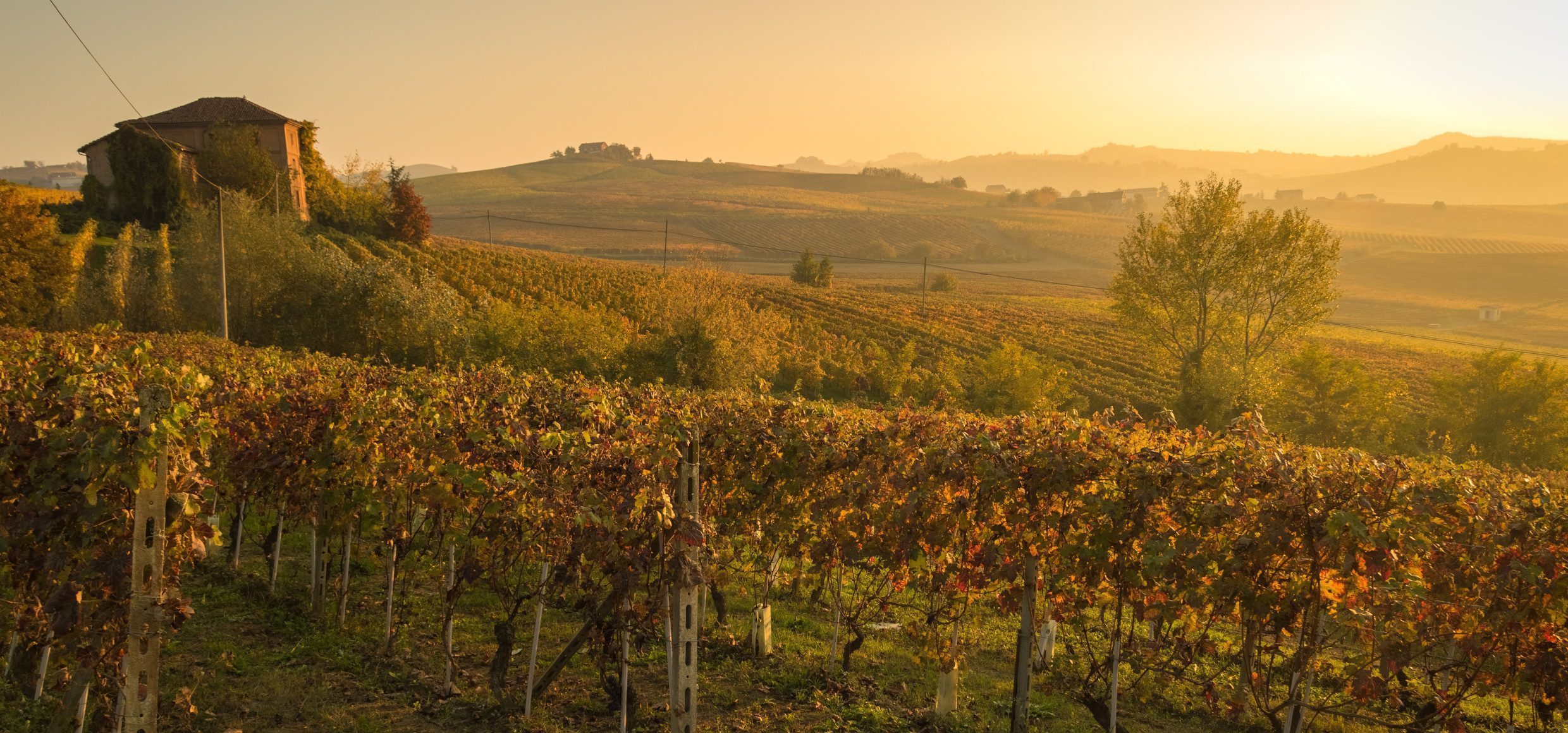 Weinberge Barolo