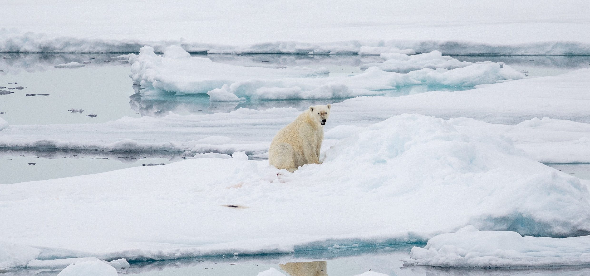Eisbär Spitzbergen