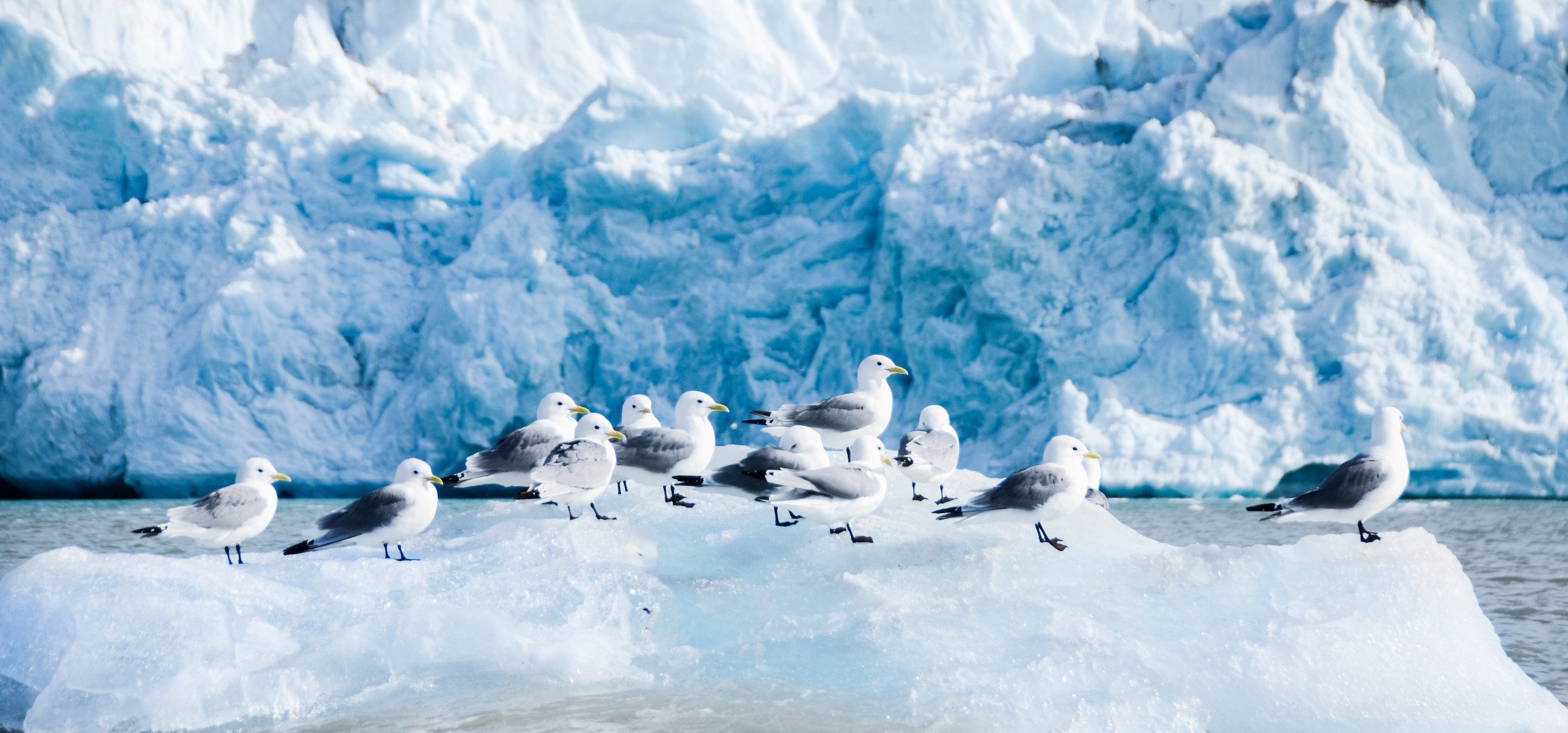 Vögel in Spitzbergen