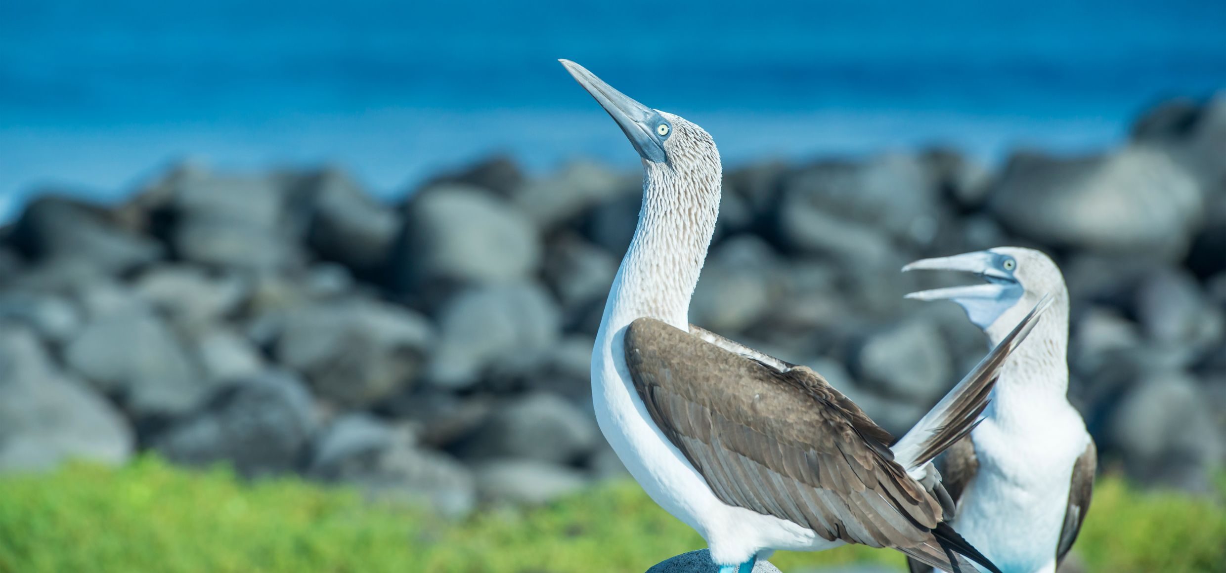 Blaufusstoelpel Vogel Galapagos