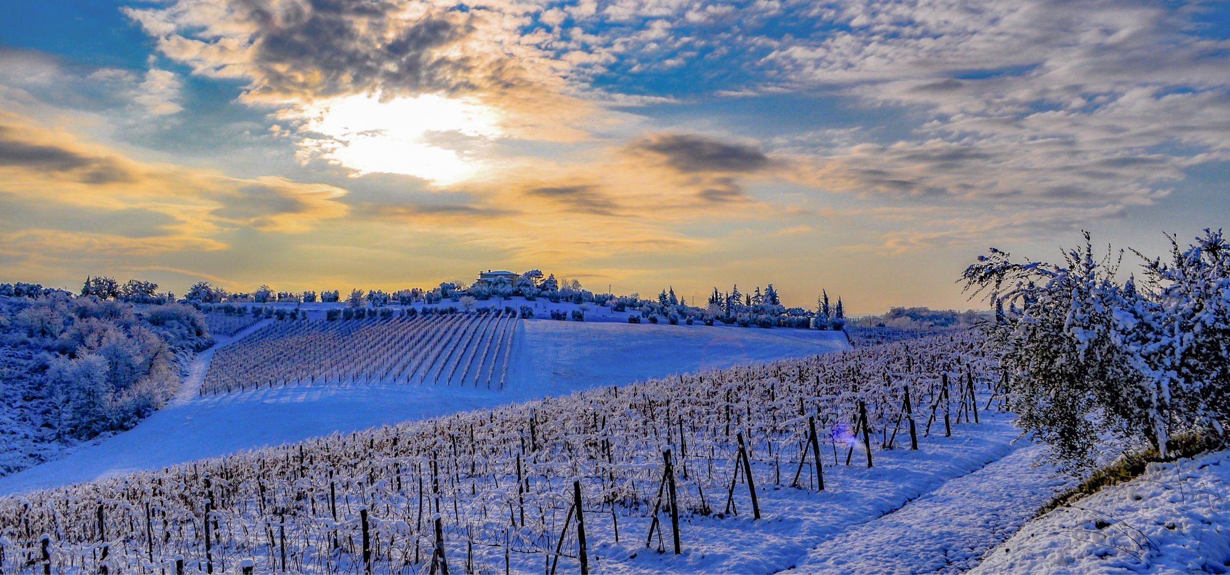 Italien Weinberge im Winter