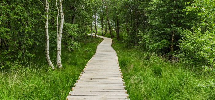 Deutschland Waldweg Aufmacher